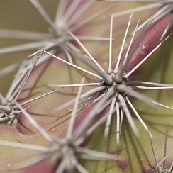 Cactus at the DBG (David's Arizona Gallery)