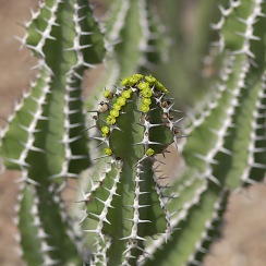 Cactus at the DBG (David's Arizona Gallery)