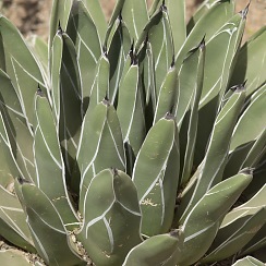 Cactus at the DBG (David's Arizona Gallery)