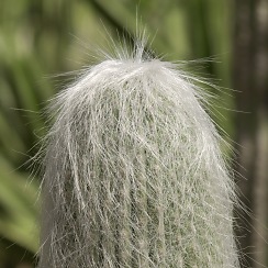 Cactus at the DBG (David's Arizona Gallery)