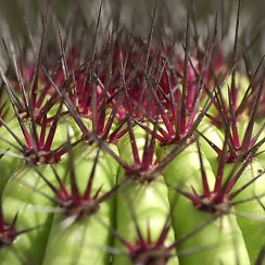 Cactus at the DBG (David's Arizona Gallery)