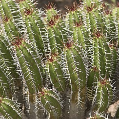 Cactus at the DBG (David's Arizona Gallery)