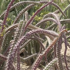 Cactus at the DBG (David's Arizona Gallery)