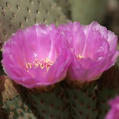 Blooming Cactus at the DBG (David's Arizona Gallery)