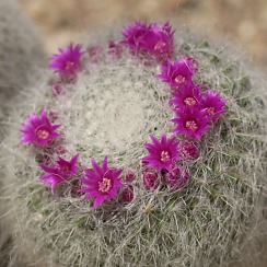 Blooming Cactus at the DBG (David's Arizona Gallery)