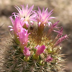 Blooming Cactus at the DBG (David's Arizona Gallery)