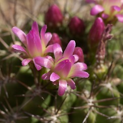 Blooming Cactus at the DBG (David's Arizona Gallery)
