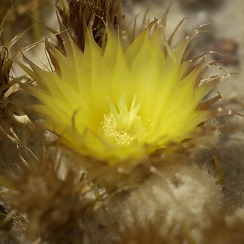 Blooming Cactus at the DBG (David's Arizona Gallery)