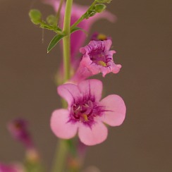 Desert Flowers (David's Arizona Gallery)