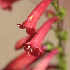 Desert Flowers (David's Arizona Gallery)