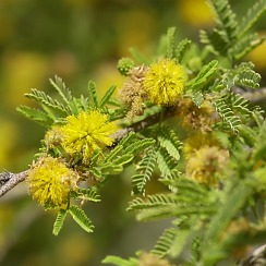 Desert Flowers (David's Arizona Gallery)