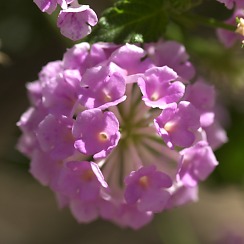 Desert Flowers (David's Arizona Gallery)