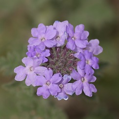 Desert Flowers (David's Arizona Gallery)