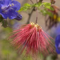 Desert Flowers (David's Arizona Gallery)