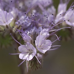 Desert Flowers (David's Arizona Gallery)