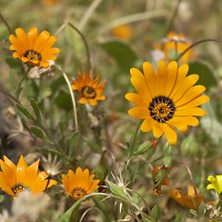 Desert Flowers (David's Arizona Gallery)