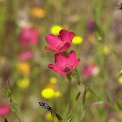 Desert Flowers (David's Arizona Gallery)