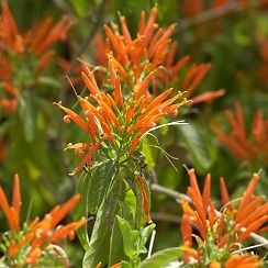 Desert Flowers (David's Arizona Gallery)