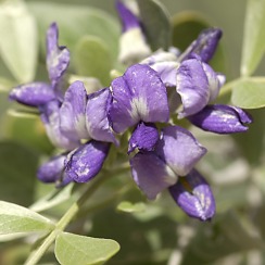 Desert Flowers (David's Arizona Gallery)