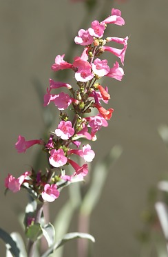 Desert Flower (David's Arizona Gallery)