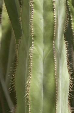 Cactus at the DBG (David's Arizona Gallery)