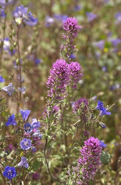 Desert Wild Flowers (David's Arizona Gallery)