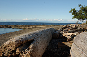 Driftwood on Jones Island, in the Canadian Gulf Islands (Nikon D1x Photos)