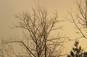 Silhouetted Maple in winter (Nikon D1x Photos)