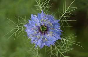 One of those blue flowers (Nikon D1x Photos)