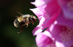 Bumbling Bee heading for a Foxglove (Nikon D1x Photos)