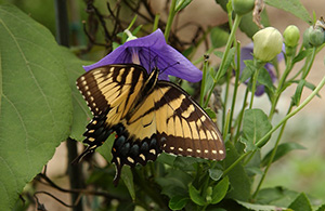 Tiger Swallowtail at Gen. Washington's home, Mount Vernon (Nikon D1x Photos)