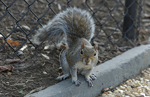 Downtown Washington, D.C. squirrel (Nikon D1x Photos)