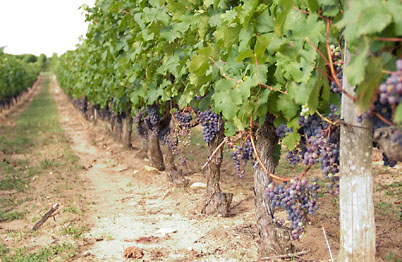 The valley was full of future French wines (David's France Gallery)