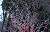 Ice