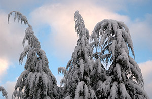 Heavy snow from the day before (A Very Frozen Day)