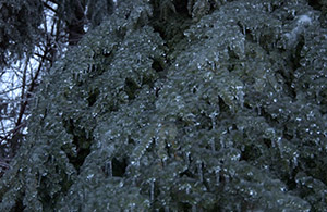 Cascading icicles on hemlock branches (A Very Frozen Day)