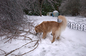 It was a free-for-all for my dog! (A Very Frozen Day)