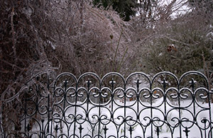 The ice garden (A Very Frozen Day)