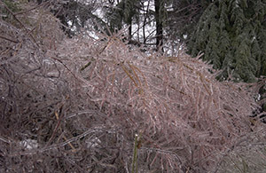 Chihuly was here (A Very Frozen Day)