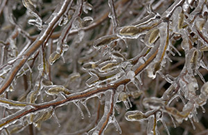 Magnolia buds waiting for spring (A Very Frozen Day)