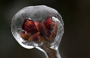 Lilac buds in crystalline sphere (A Very Frozen Day)