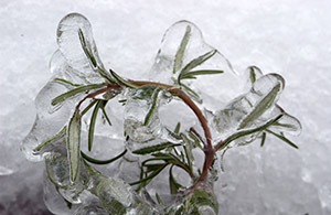 Rosemary in ice (A Very Frozen Day)