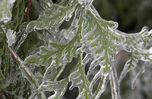 Mmmm... Cedar-cicles... (A Very Frozen Day)