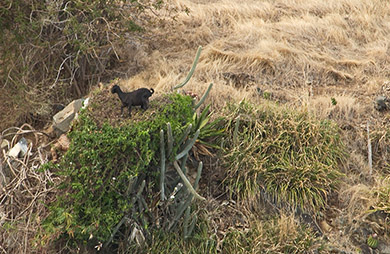 Little black goats on Jost Van Dyke (Sailing the British Virgin Islands)