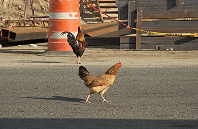 Why is this one crossing the road? (Sailing the British Virgin Islands)