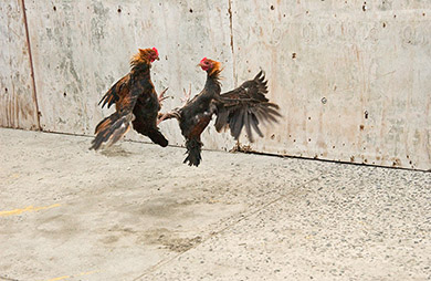 These islands are full of Roustabout Roosters (Sailing the British Virgin Islands)