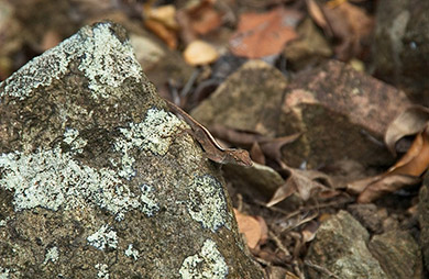 As well as zillions of gecho-y lizard-y critters (Sailing the British Virgin Islands)