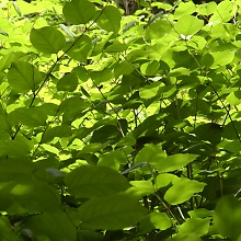 Backlit Japanese Knot-wood (David's Textures Gallery)