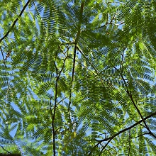 Australian Giant Ferns (David's Textures Gallery)