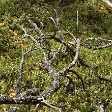 Gnarly Branches (David's Textures Gallery)